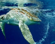 reproducao-das-tartarugas-marinhas-1