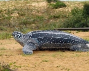 reproducao-das-tartarugas-marinhas-10