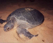 reproducao-das-tartarugas-marinhas-11