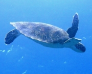 reproducao-das-tartarugas-marinhas-12