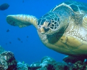 reproducao-das-tartarugas-marinhas-15