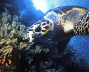 reproducao-das-tartarugas-marinhas-9