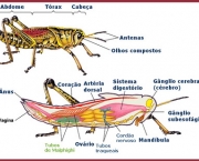 respiracao-dos-insetos-23