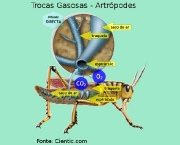 respiracao-dos-insetos-3