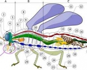 respiracao-dos-insetos-3