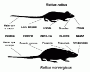 roedores-1