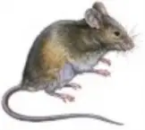 roedores-14