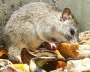 norway_rat_eating_garbage_5D7343-e1367604275524-300x185.jpg