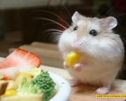 hamster-comendo_1.jpg