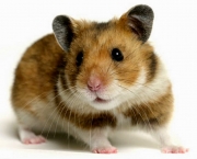 hamster.jpg