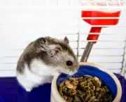 hamster-comida-bebida-istock.jpg