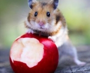 img_que_frutas_meu_hamster_pode_comer_13533_300.jpg