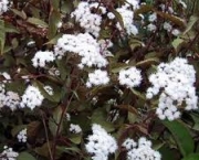 rugosum-eupatorium-ou-white-snakeroot-1