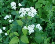 rugosum-eupatorium-ou-white-snakeroot-2