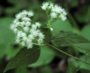 rugosum-eupatorium-ou-white-snakeroot-3