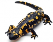 salamandra-colores--644x382.jpg