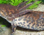 Salamandra3.jpg