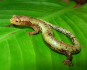 salamandra_165234.jpg