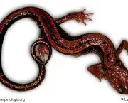 Salamandra lusitânica 1.jpg