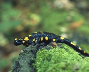 Salamandra_salamandra.jpg