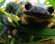 salamandra_gialla_nera_pezzata_erba.JPG.jpeg