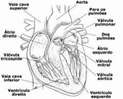 significado-de-infarto-cerebral-na-ciencia-2