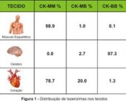 significado-de-infarto-cerebral-na-ciencia-5