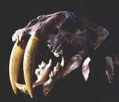 Smilodon 4