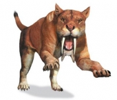 Smilodon 7