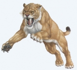 Smilodon 12