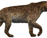 Smilodon 13