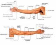 sabotta-anatomia-13