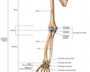 sabotta-anatomia-15