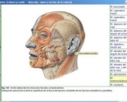 sabotta-anatomia-17