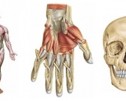 sabotta-anatomia-5