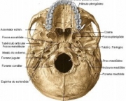 sabotta-anatomia-9