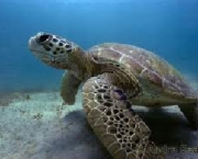 tartaruga-marinha-gigante-10
