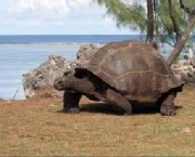 tartaruga-marinha-gigante-6