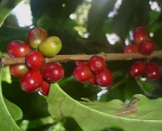 cultivo-de-cafe-6