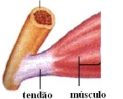 tendinites-8