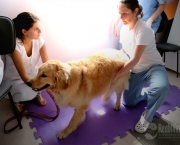terapias-alternativas-para-animais-de-estimacao-5