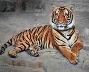 Tigre-da-Indochina (Panthera tigris corbetti) (1)