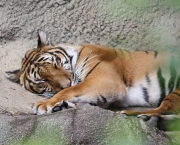 Tigre-da-Indochina (Panthera tigris corbetti) (2)
