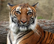 Tigre-da-Indochina (Panthera tigris corbetti) (3)