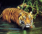 Tigre-de-Bali (Panthera tigris balica) (1)