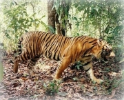 Tigre-de-Bali (Panthera tigris balica) (2)