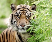 Tigre-de-Bali (Panthera tigris balica) (3)