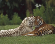 Tigre-de-Bengala (Panthera tigris tigris) (1)
