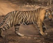 Tigre-de-Bengala (Panthera tigris tigris) (2)