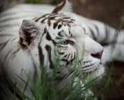 Tigre-de-Bengala (Panthera tigris tigris) (3)